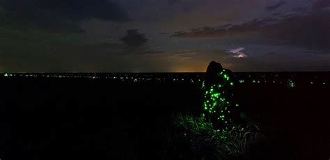 Blog Exposi O Parque Nacional Das Emas Anos Bioluminesc Ncia