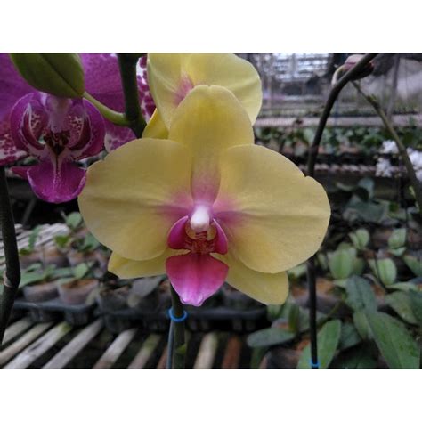 Jual Anggrek Bulan Afkiran Kuning Lidah Merah Phalaenopsis Hybrid