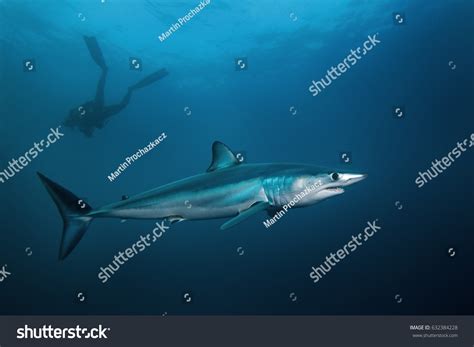 Mako Shark Isurus Oxyrinchus Atlantic Ocean Stock Photo 632384228 ...