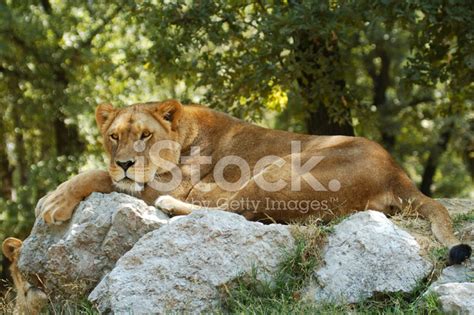 Lion Resting Stock Photo Royalty Free FreeImages