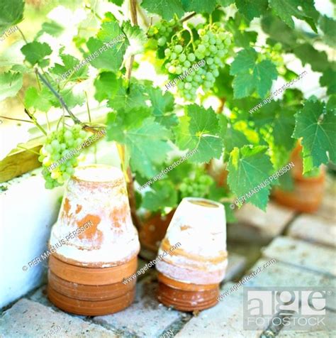 Flower Pots And A Grape Plant Stock Photo Picture And Royalty Free