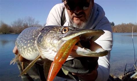 Pike Fishing 101 (Basics, Lures, and Tactics) | FisherVerse