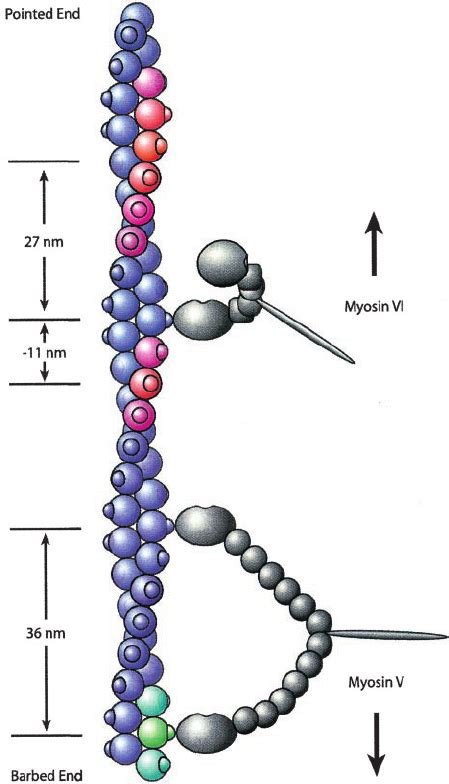 Model Of Myosin Vi Stepping Myosin V And Vi Molecules Are Shown In