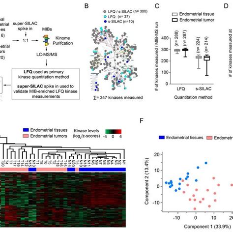 Profiling The Endometrial Cancer Kinome Using Quantitative MIB MS A