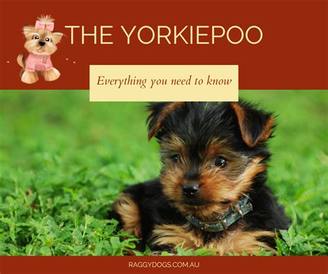 Black Teacup Yorkie Poo