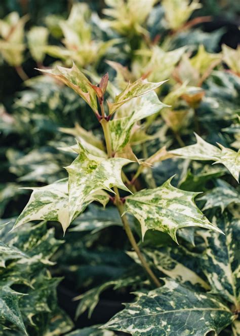 Osmanthus Goshiki | Burford Garden Co.