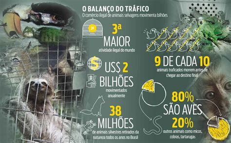 Desafios Para Combater O Tr Fico De Animais Selvagens No Brasil Explica