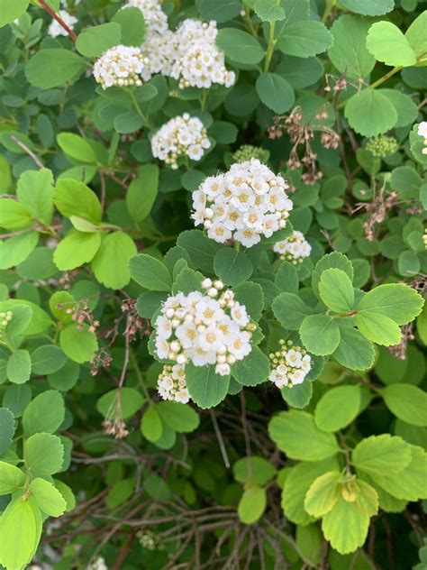 ☯️ Where To Place White meadowsweet In Feng Shui? (Characteristics ...
