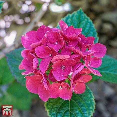 Find The Best Of Hydrangea Macrophylla Merveille Sanguine At Plant