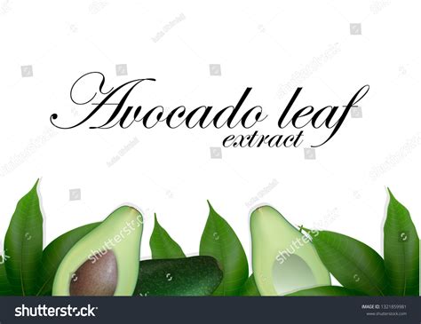 Avocado Branch Isolated Images Stock Photos Vectors Shutterstock