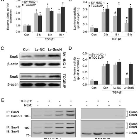 Snon Knockdown Abrogates The Tif Mediated Suppression Of The Tgf