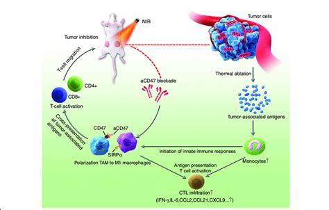 The Proposed Mechanism Of The Antitumour Immune Responses Triggered By