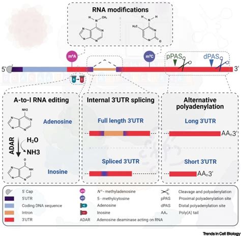 3UTR Heterogeneity And Cancer Progression Trends In Cell Biology