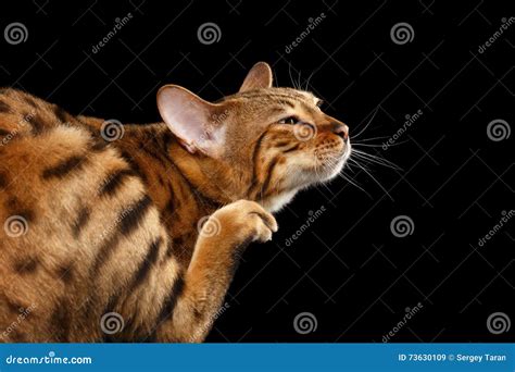 Closeup Funny Bengal Cat Scratching His Face Black Background Royalty