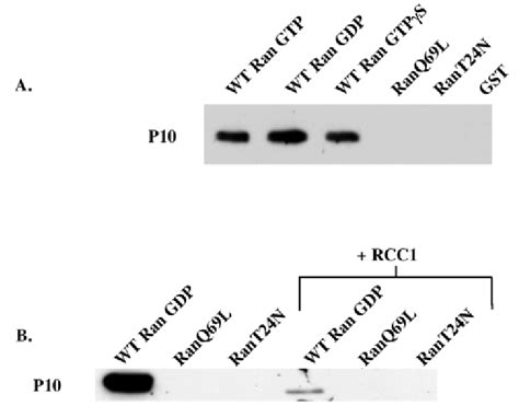 Interactions Of Ran Mutants With P10 NTF 2 A P10 Coprecipitated From