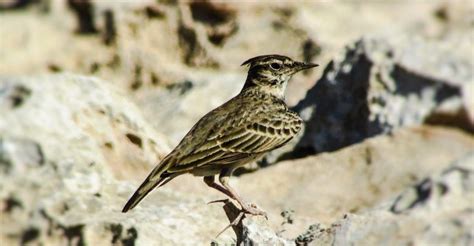 L Allodola Caccia Habitat E Distribuzione Abitudini E Curiosit