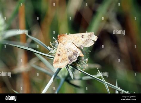 Cotton Bollworm Corn Earworm Baumwoll Kapseleule Noctuelle De La Tomate Helicoverpa Armigera