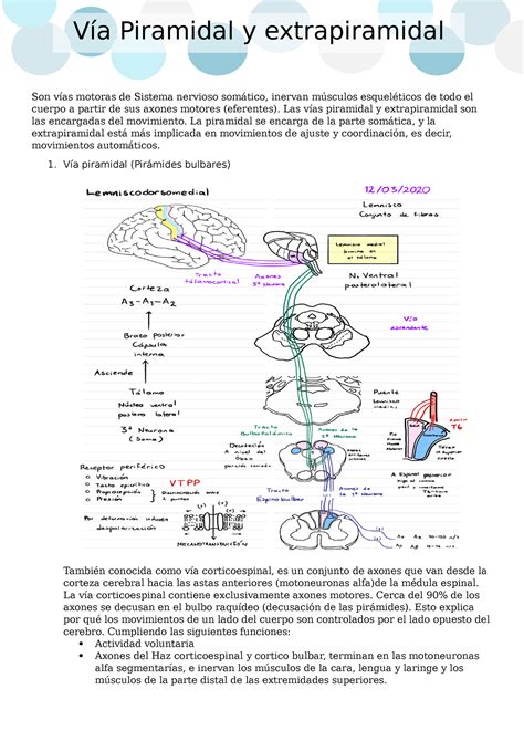 V A Piramidal Y Extrapiramidal Son V As Motoras De Sistema Nervioso