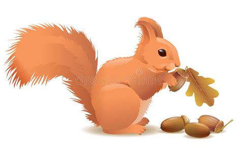 Squirrel With Acorns Stock Vector Illustration Of Backgrounds 34092861