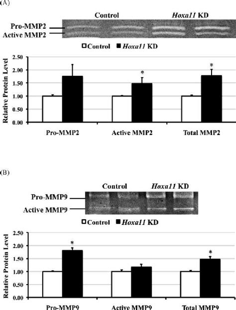 A Gelatin Zymography Showing Pro Mmp Kda And Active Mmp