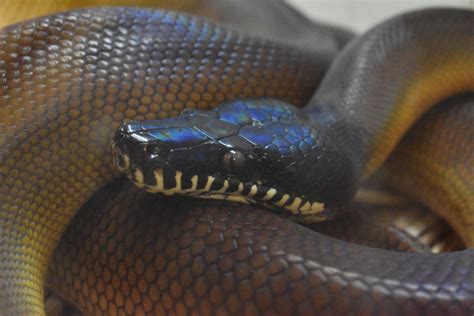 A serpente arco íris a píton de lábios brancos MDig