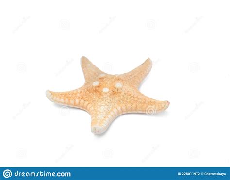 Bela Estrela Do Mar Isolada Em Branco Objeto De Praia Foto De Stock