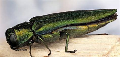 How To Identify Emerald Ash Borer: Symptoms And Prevention