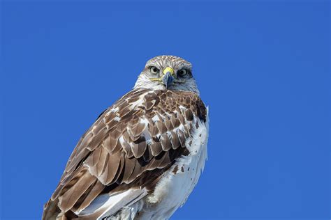 Focused Ferruginous Hawk Up Close Photograph By Tony Hake Fine Art