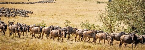 Great Masai Mara Migration What Is The Wildebeest Migration Best Time