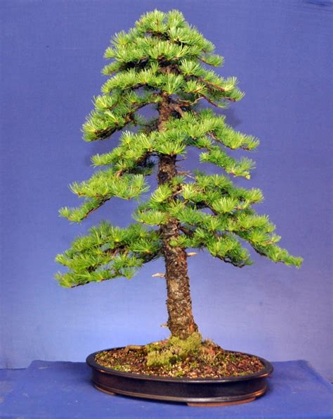 Larch Bonsai Eejit