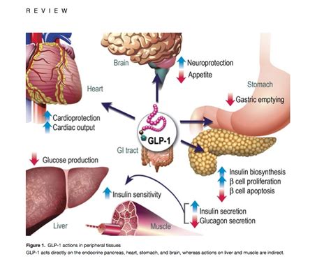 Glp Actions On Beta Cell Mass And Function