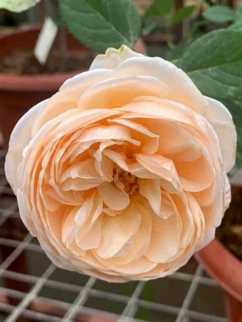 Alexandrine Rose Rose Plants • Teo Joo Guan