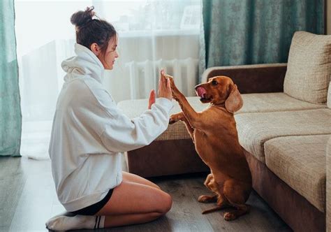 17 Fun Indoor Exercises For Dogs With Benefits Talk With Your Animals