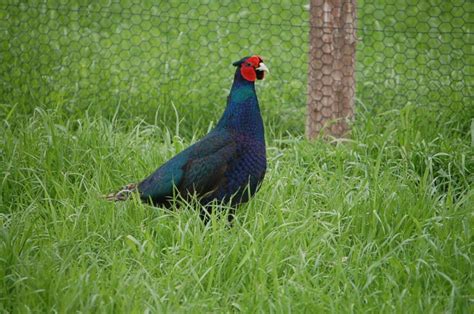 Paraíso das Aves Faisões