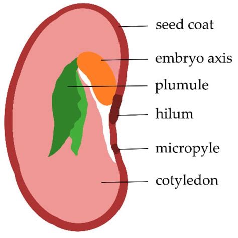 Ijms Free Full Text Germination Of Phaseolus Vulgaris L Seeds After A Short Treatment With