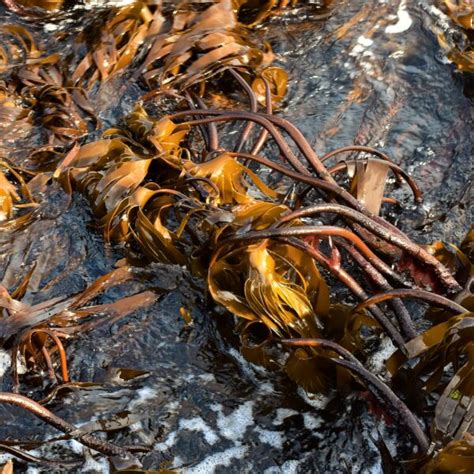 Kelp Species Supplied By Horizon Seaweed Species Guide Horizon Seaweed