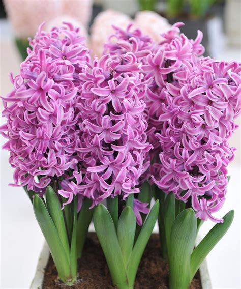 Best hyacinth varieties – 15 seasonal bulb choices | Homes & Gardens