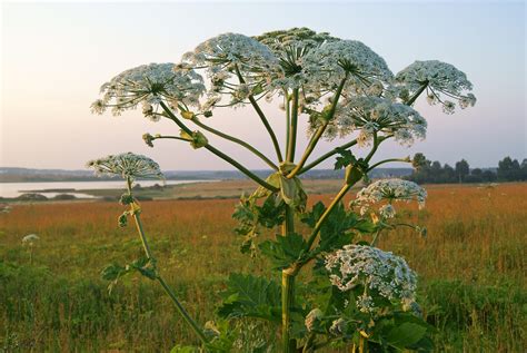 Riesen Bärenklau Giftige Pflanze mit gefährlichen Blättern Wunderweib