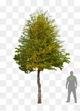 Carpinus Betulus Carpinus Betulus