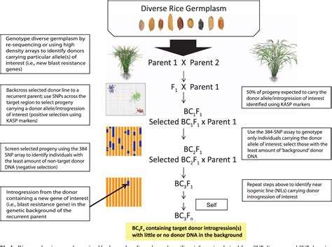 Figure From Development Of Genome Wide Snp Assays For Rice Semantic