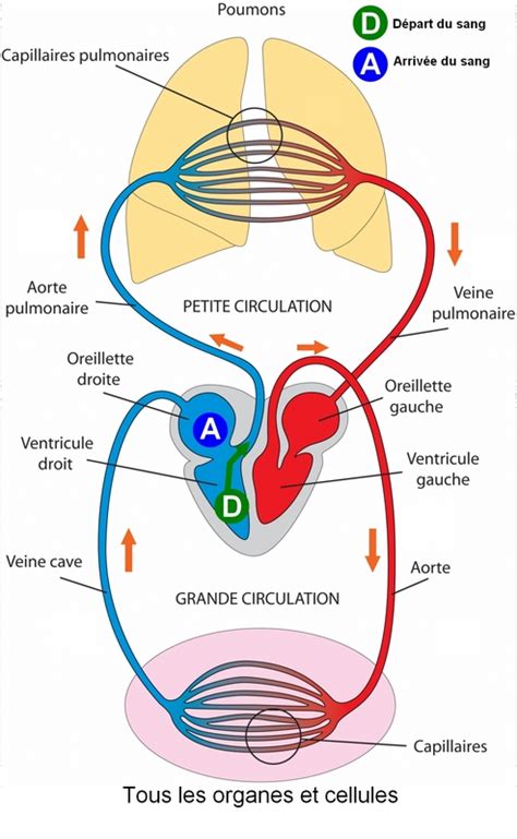 Ce2 Cm1 Cm2 De LÉcole Payen Bacquet Pelves Circulation Sang