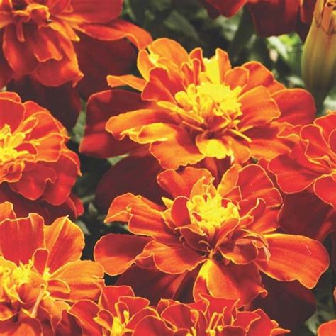 French Marigold Safari French Marigold Safari Hybrid Mix Dwarf Variety