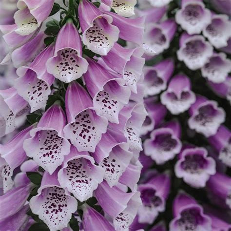 Tandm Foxglove Dalmation Mixed Garden Plant Hardy Biennial Flowering