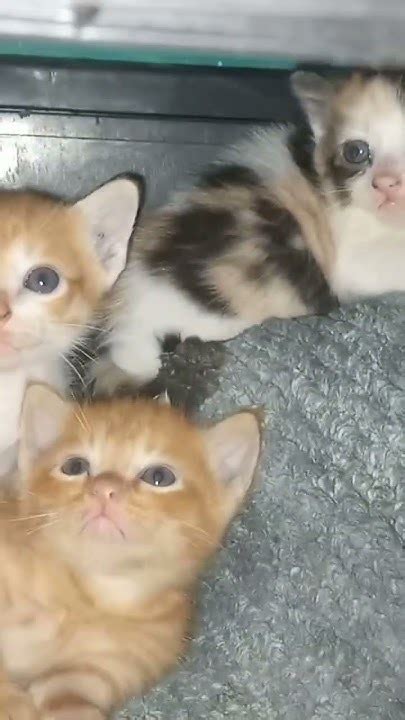 Fierce Kittens Youtube