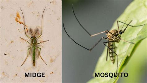 midge insect tiny flying bugs   bite