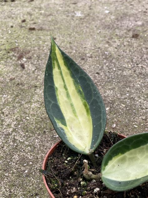 Hoya Macrophylla ‘pot Of Gold