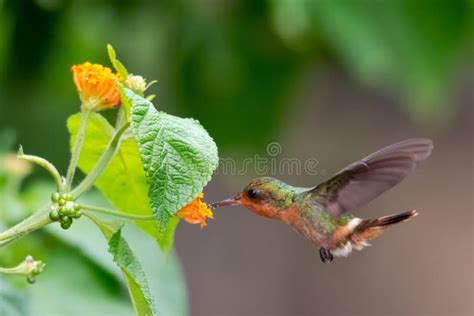 Tiny Hummingbird Feeding On Flowers With Pollen On Her Beak Stock