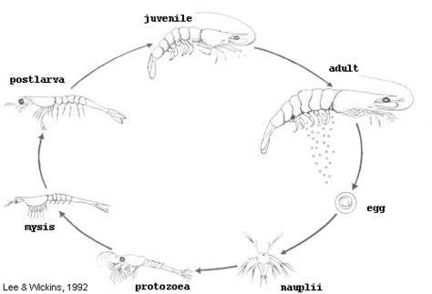 Picture of Penaeid shrimp life cycle