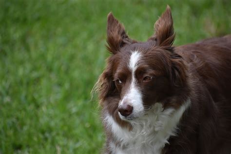 Border Collie Dog Mammal - Free photo on Pixabay - Pixabay