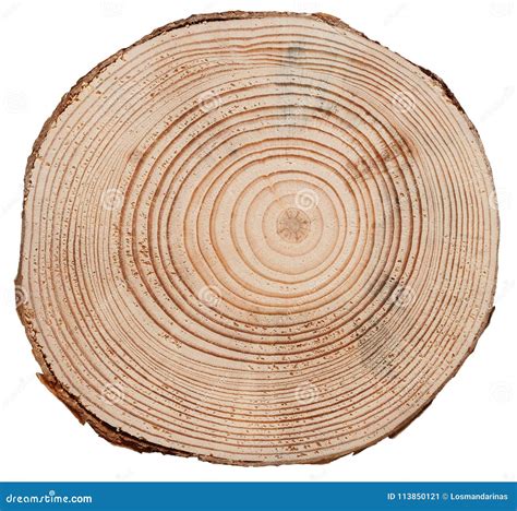 Tree Trunk Cross Cut Wood Texture Stock Image Image Of Structure